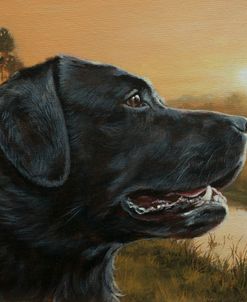 C1024 (L) Black Labrador in Landscape