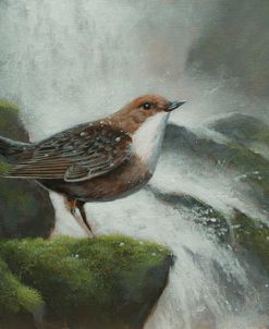 W792 (L) Dipper by Waterfall