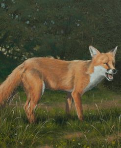 W779 (L) Fox in Landscape