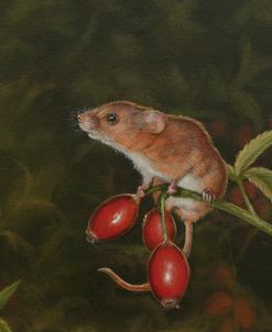 W795 (L) Harvest Mouse in Foliage