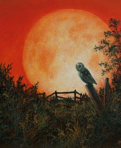 W1071 Barn Owl and Moon