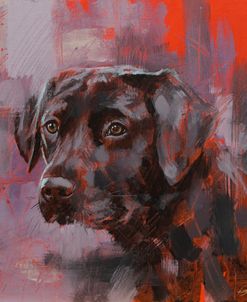 C1105 Black Labrador Portrait