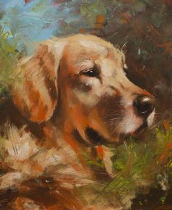 C1113 Golden Retreiver Portrait