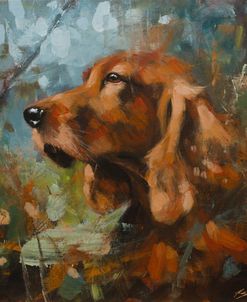 C1114 Red Setter Portrait