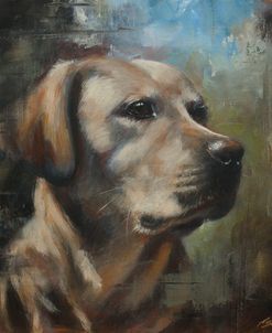 C1117 Yellow Labrador Portrait