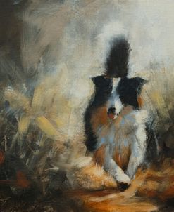 C1121 Border Collie Portrait