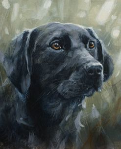 C1107 Black Labrador Portrait