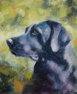 C1108 Black Labrador Portrait