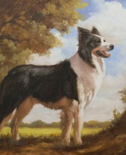 C1110 Border Collie Portrait