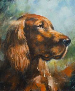 C1122 Red Setter Portrait