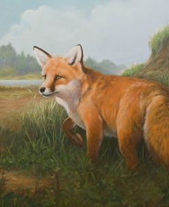 W1134 Large Fox 002