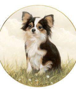 Chihuahua #4