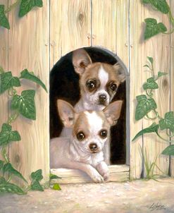 Chihuahua’s In Doghouse