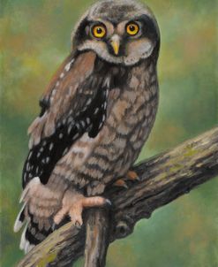 Northern Hawk Owl