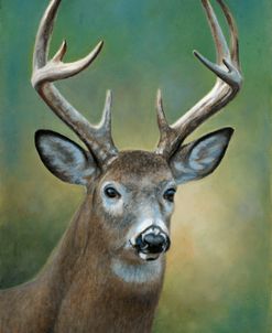 White Tailed Deer