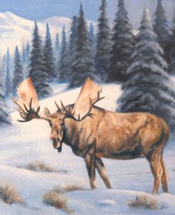 Rocky Mountain Moose