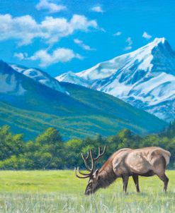 Elk Grazing In The Rockies