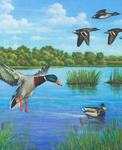 Mallard Marsh
