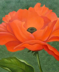Red Poppy