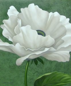 White Poppy