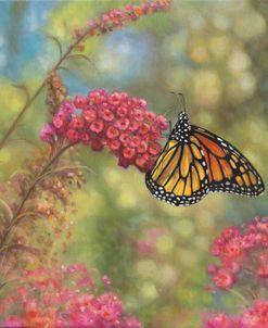 Monarch Butterfly