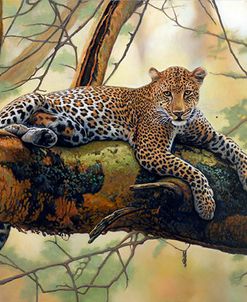 African Leopard