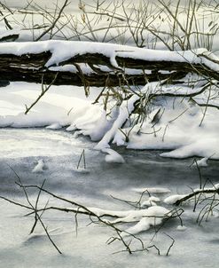 Winter Walk