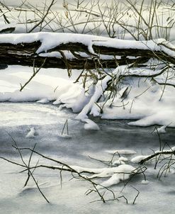 Winter Walk