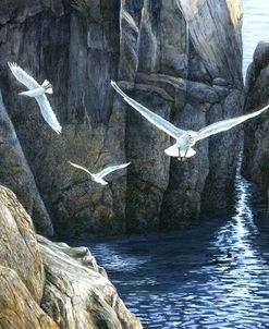 The Gulls of Puplit Rock