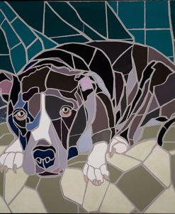 Pit Bull Portrait Ii