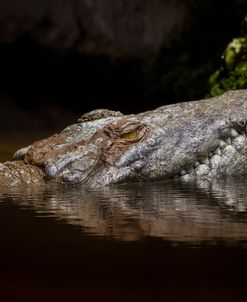 Crocodile Smile