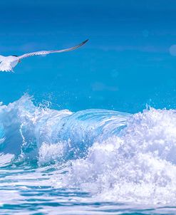 Gull In The Waves