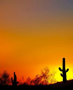 Desert Sunset