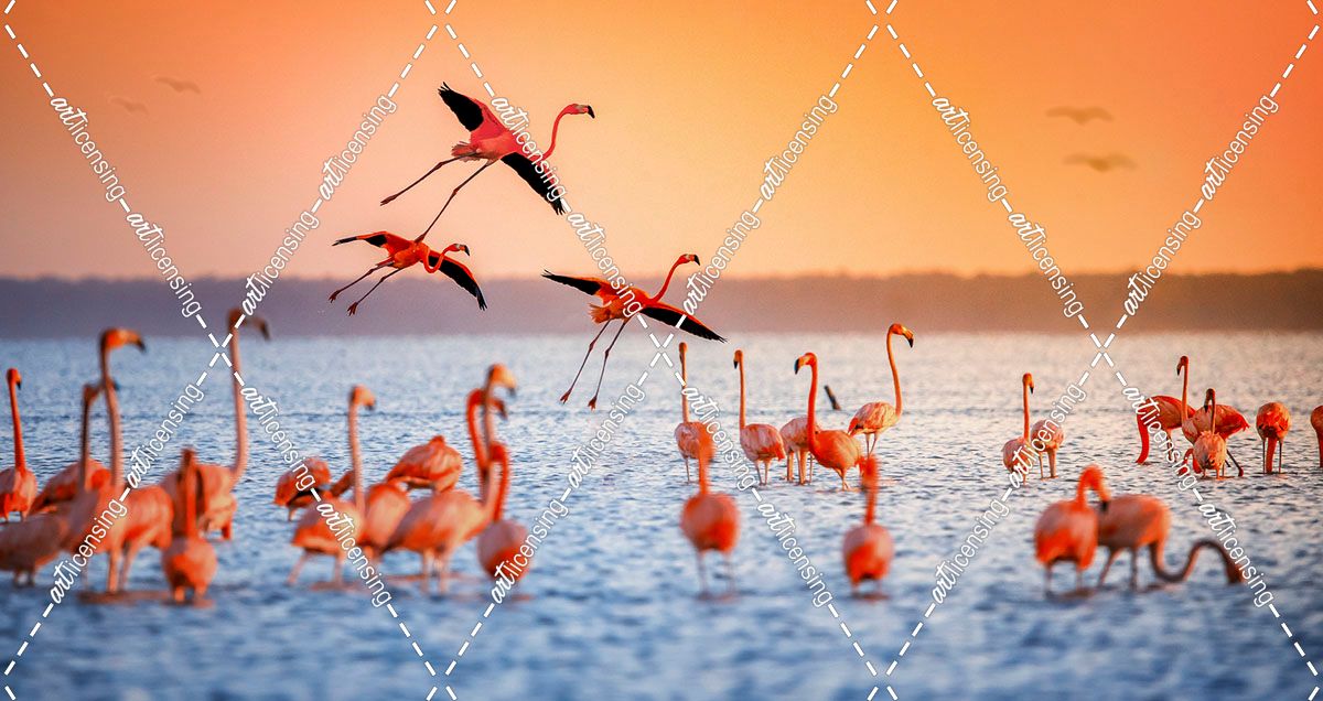 Flamingo Flight