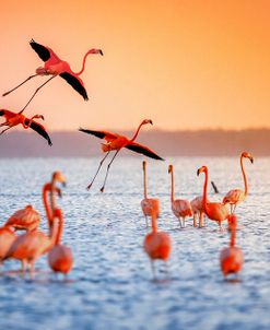 Flamingo Flight