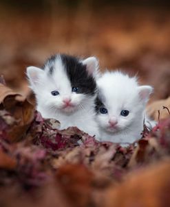 Kitten Twins