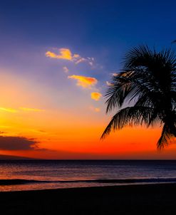 Palm Trees Sunset