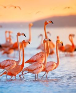 Wading Flamingos