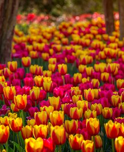 Tulip Sea