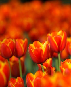 Tulips Forever