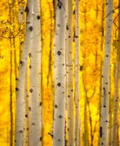 Aspen Trees