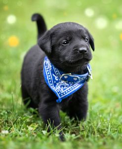 Black Lab Pup 1