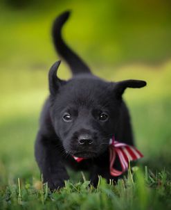 Black Lab Pup 11