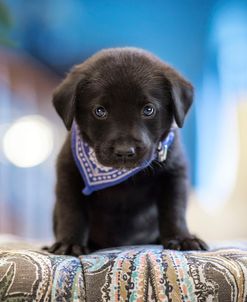 Black Lab Pup 12