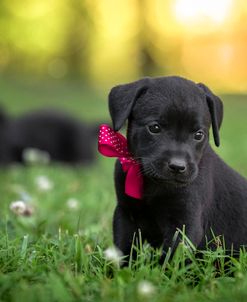 Black Lab Pup 13