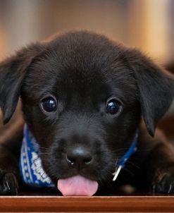 Black Lab Pup 14