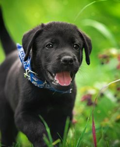 Black Lab Pup 15