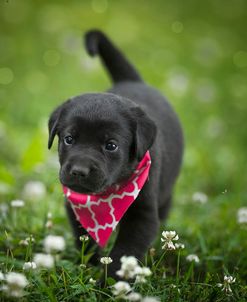 Black Lab Pup 3