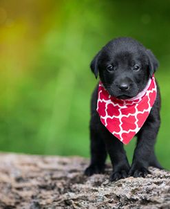 Black Lab Pup 4