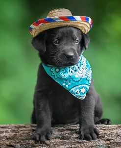 Black Lab Pup 6